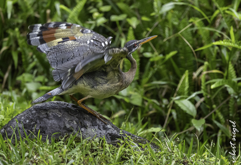 sunbittern